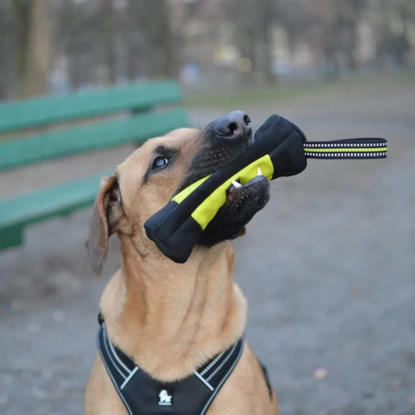 Truelove Dog Training Retrieve - đánh giá và giá Quality Food Snacks